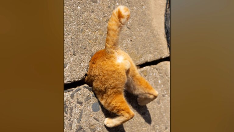 mira-las-divertidas-fotografias-ganadoras-de-los-comedy-pet-photography-awards-2024