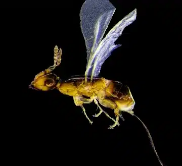 Museo reporta presencia de una nueva avispa en República Dominicana