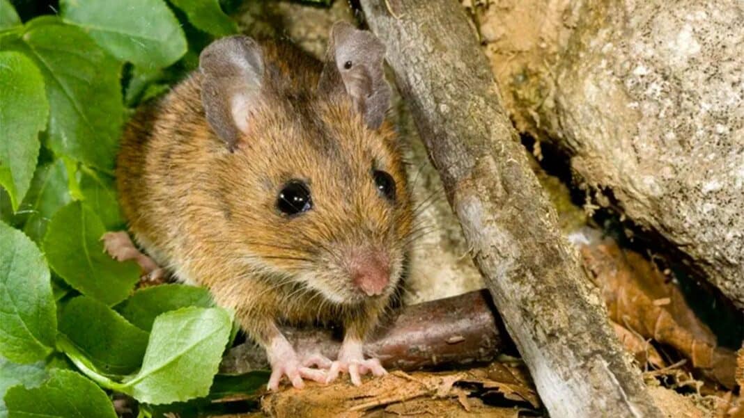 OMS aclara que hantavirus se transmite solo por contacto muy cercano