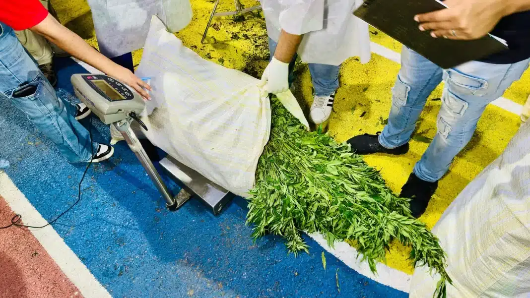 Autoridades asestan contundente golpe al narcotráfico con decomiso de casi 14,000 libras de marihuana en Ocoa