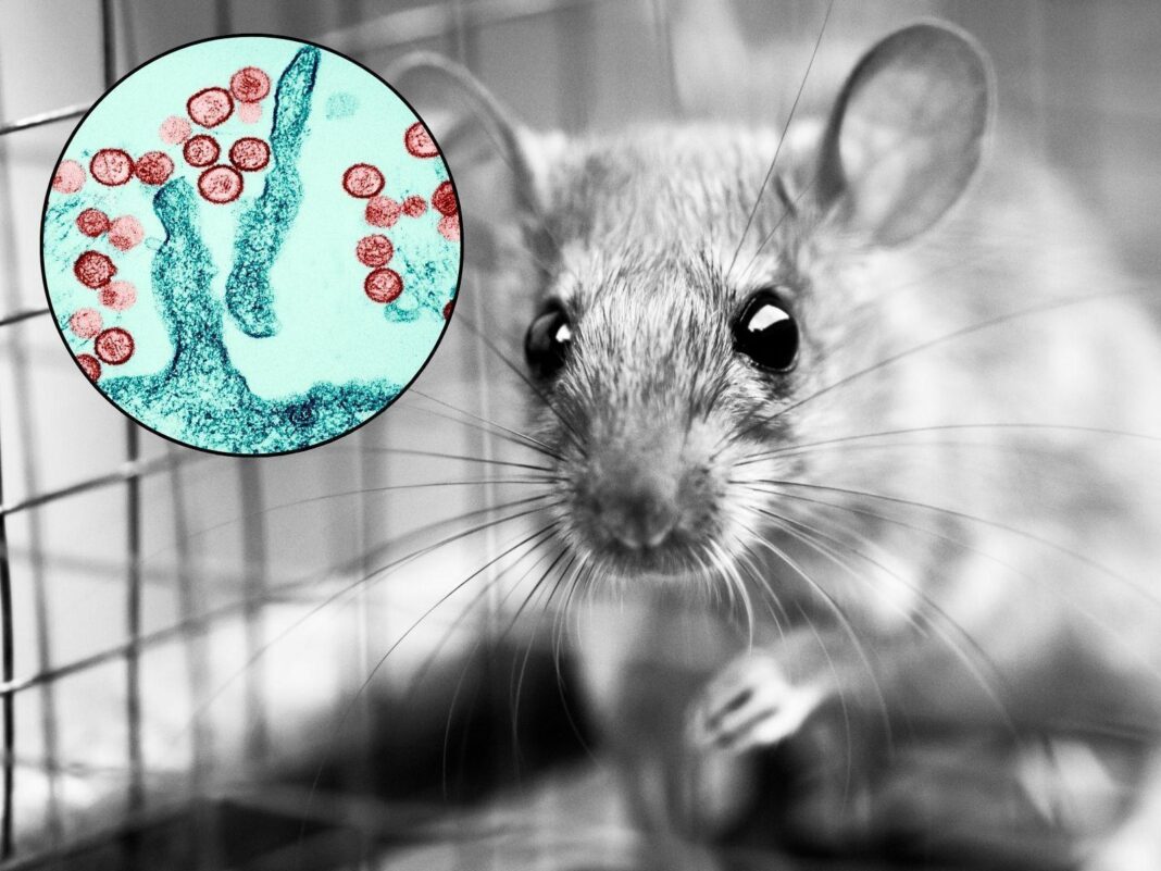 Chile declara alerta sanitaria por hantavirus y otras enfermedades hasta 2027