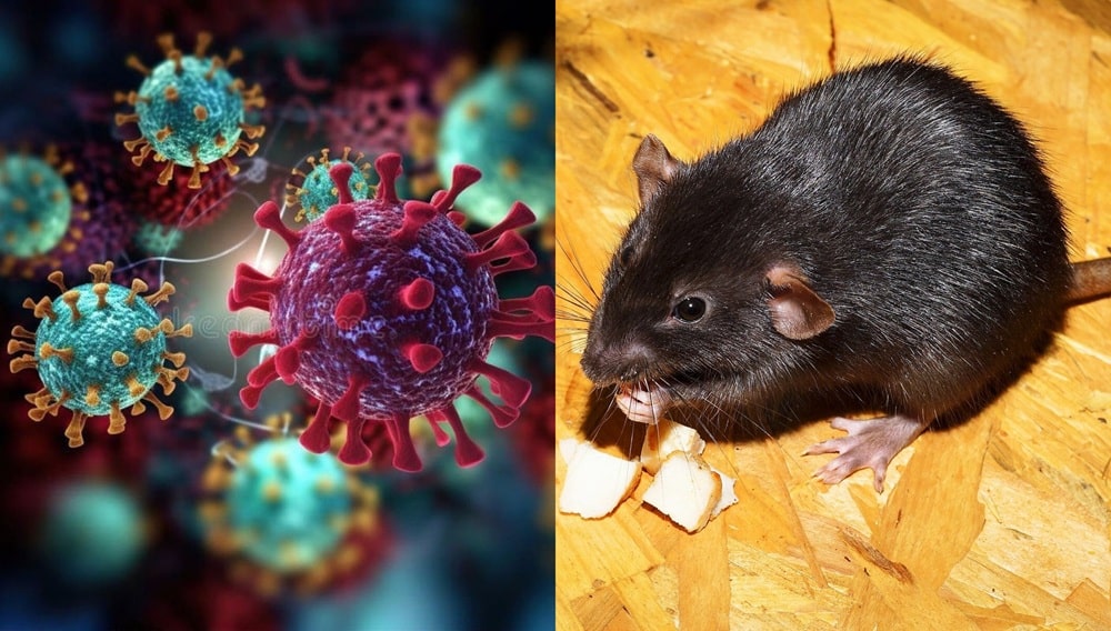 Venezuela confirma tres muertes por hantavirus e investiga otros dos fallecimientos