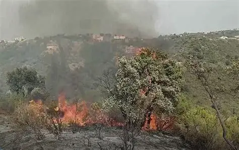 Argelia extingue 141 incendios forestales en un día; continúan operativos en varias provincias