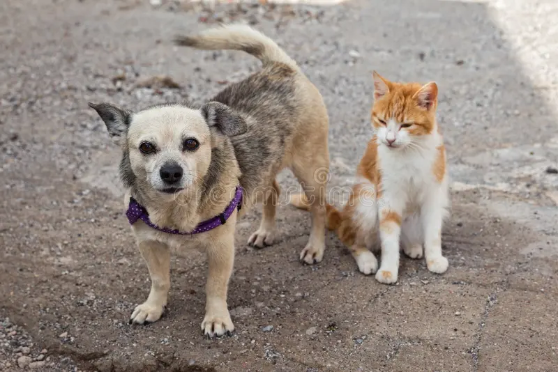Alcaldía del Distrito Nacional esteriliza 100 mascotas en jornada de bienestar animal