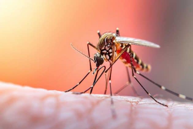 Salud Pública confirma 213 casos de dengue y mantiene bajo vigilancia la enfermedad