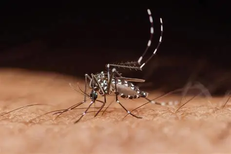 Italia reporta 51 muertes por virus del Nilo Occidental y supera las cifras de 2025